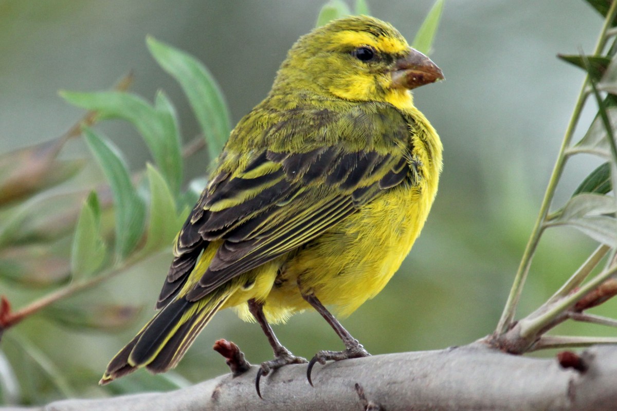 Brimstone Canary